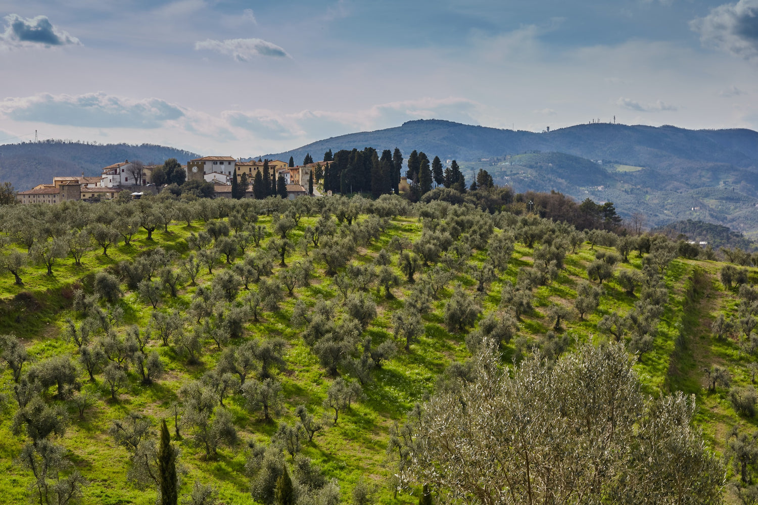 Olive Grove Tuscany Italy